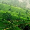 Tea Plantation Pic