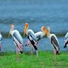 Bundala National Park 2