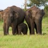 Sri Lanka Elephants