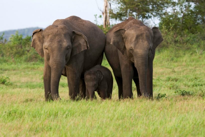 Sri Lanka Elephants