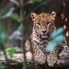 Ceylon leopard lying on a wooden log