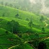 Tea Plantation