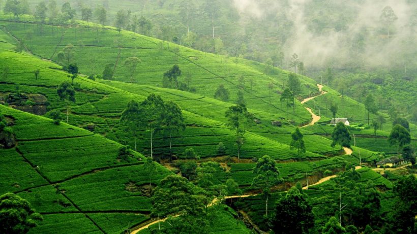 Tea Plantation