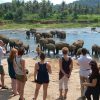 Acme Travels: Pinnawala