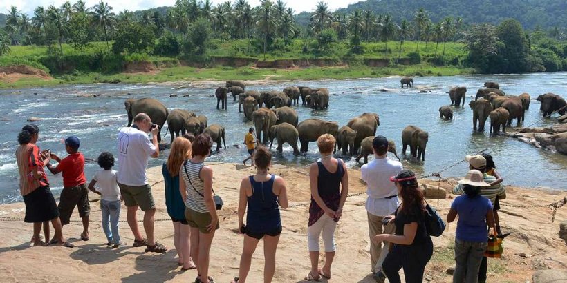 Acme Travels: Pinnawala